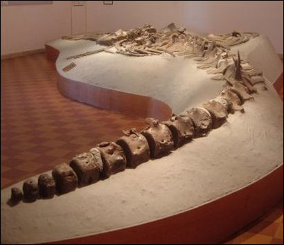 20120521-whale fossilsBalenottera_di_Castelfiorentino_GAMPS.jpg